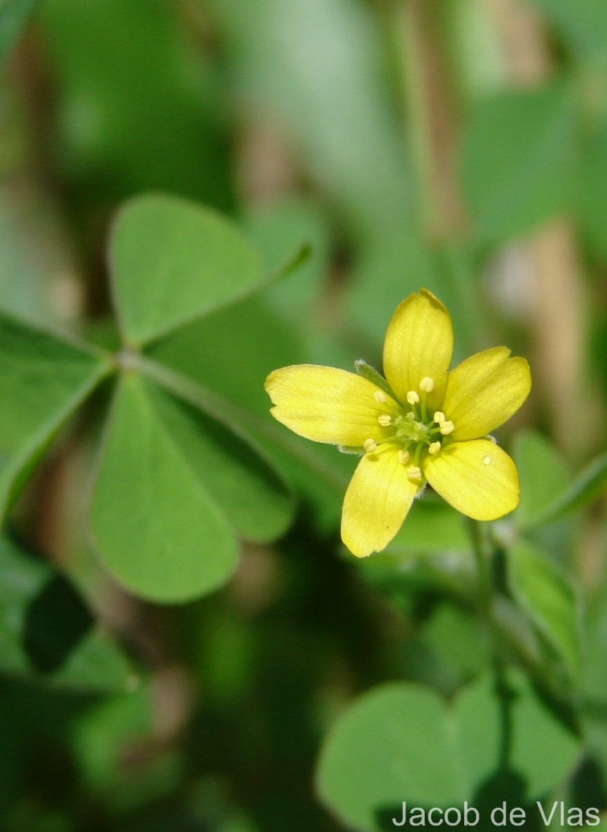 Oxalis corniculata L.